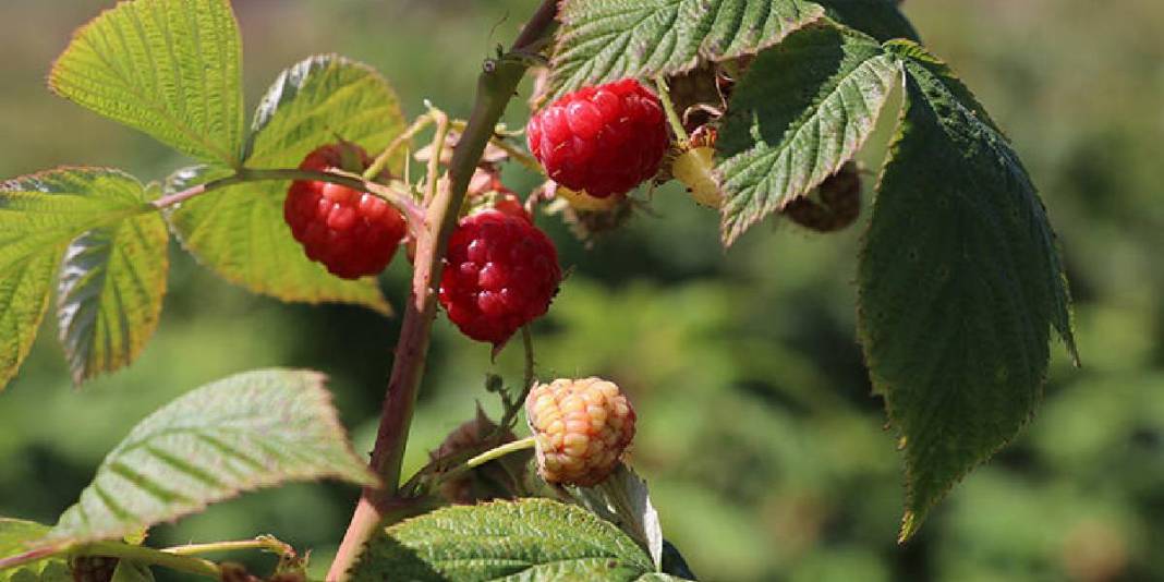 Sektör değiştirdi, sağlıktan tarıma geçiş yaptı! Topraktan gelen başarı: O üretiyor organik tüketiliyor 3